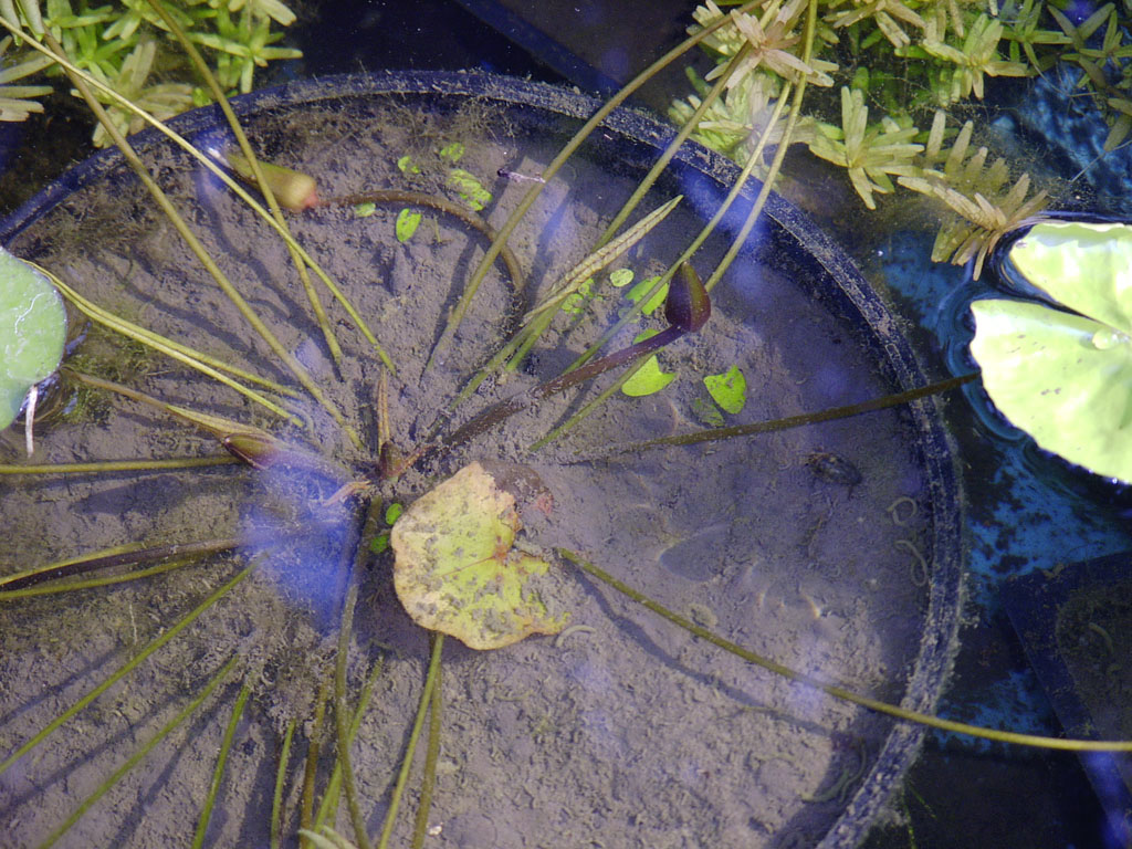 Nymphaea minuta July 21 06 Image006